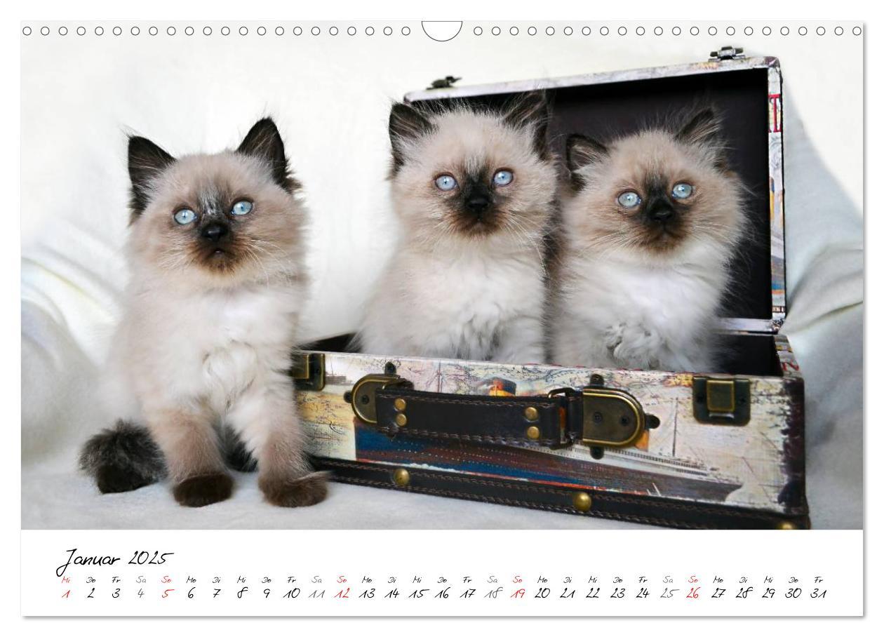 Bild: 9783435606207 | Katzenparade (Wandkalender 2025 DIN A3 quer), CALVENDO Monatskalender