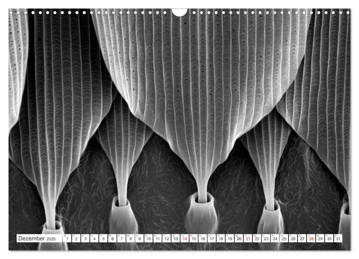 Bild: 9783435082636 | Erlebnis Mikrokosmos (Wandkalender 2025 DIN A3 quer), CALVENDO...