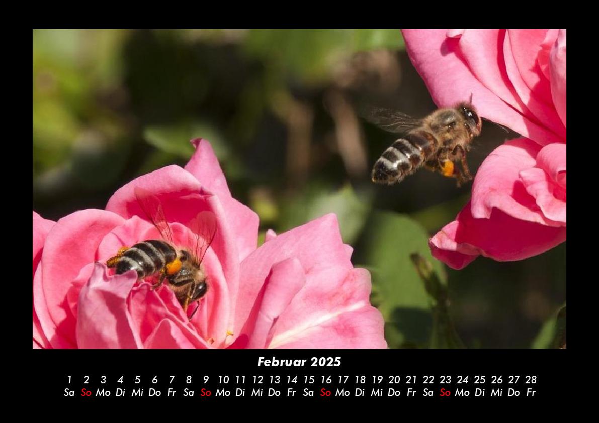 Bild: 9783755981213 | Bienen 2025 Fotokalender DIN A3 | Tobias Becker | Kalender | Kalender