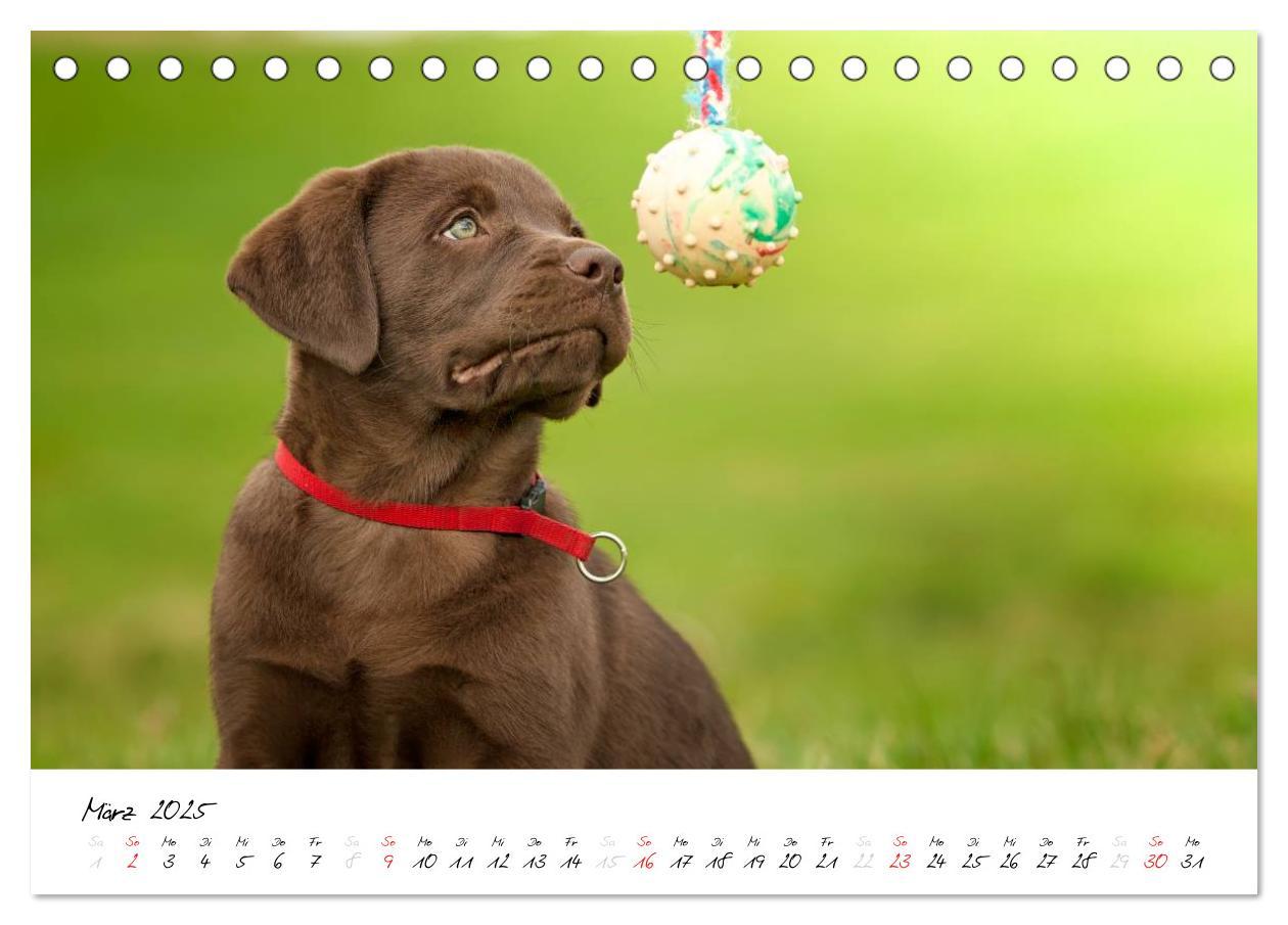 Bild: 9783435714353 | Labrador Welpe - Seelenhund (Tischkalender 2025 DIN A5 quer),...