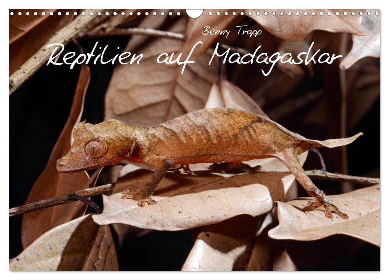 Cover: 9783383053856 | Reptilien auf Madagaskar (Wandkalender 2024 DIN A3 quer), CALVENDO...