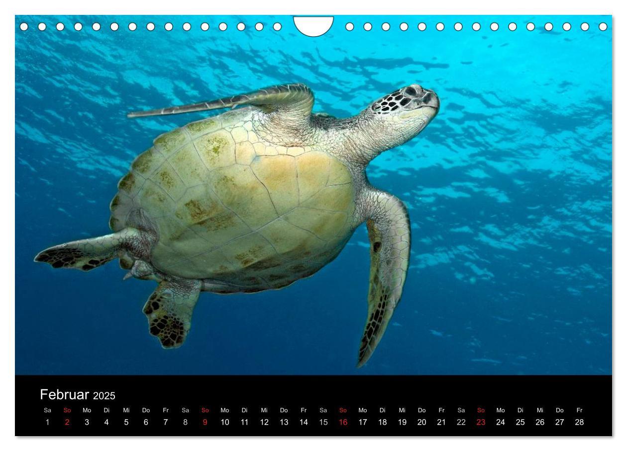 Bild: 9783435661916 | Unterwasser (Wandkalender 2025 DIN A4 quer), CALVENDO Monatskalender