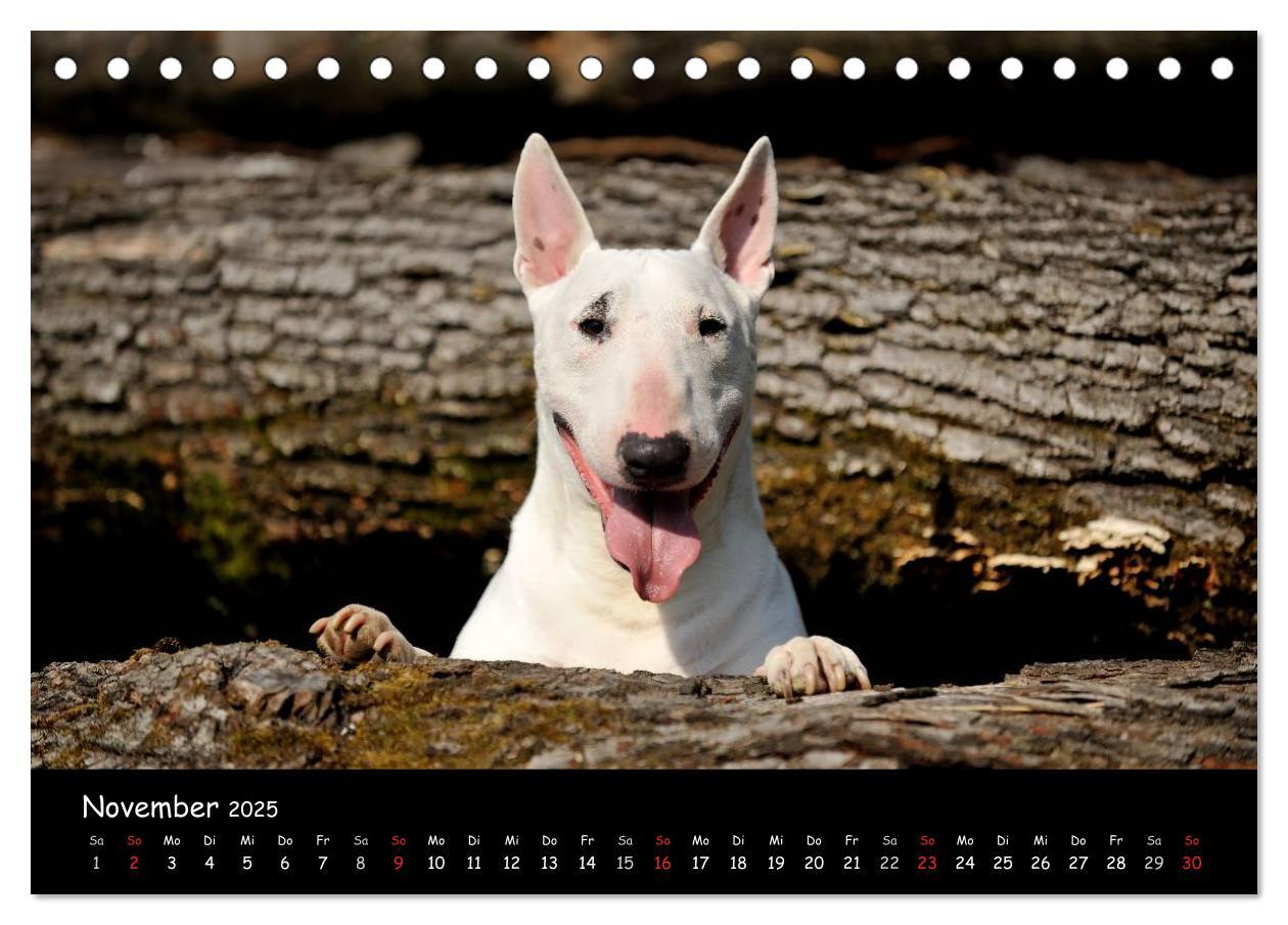 Bild: 9783435585946 | Bullterrier? Was sonst! (Tischkalender 2025 DIN A5 quer), CALVENDO...