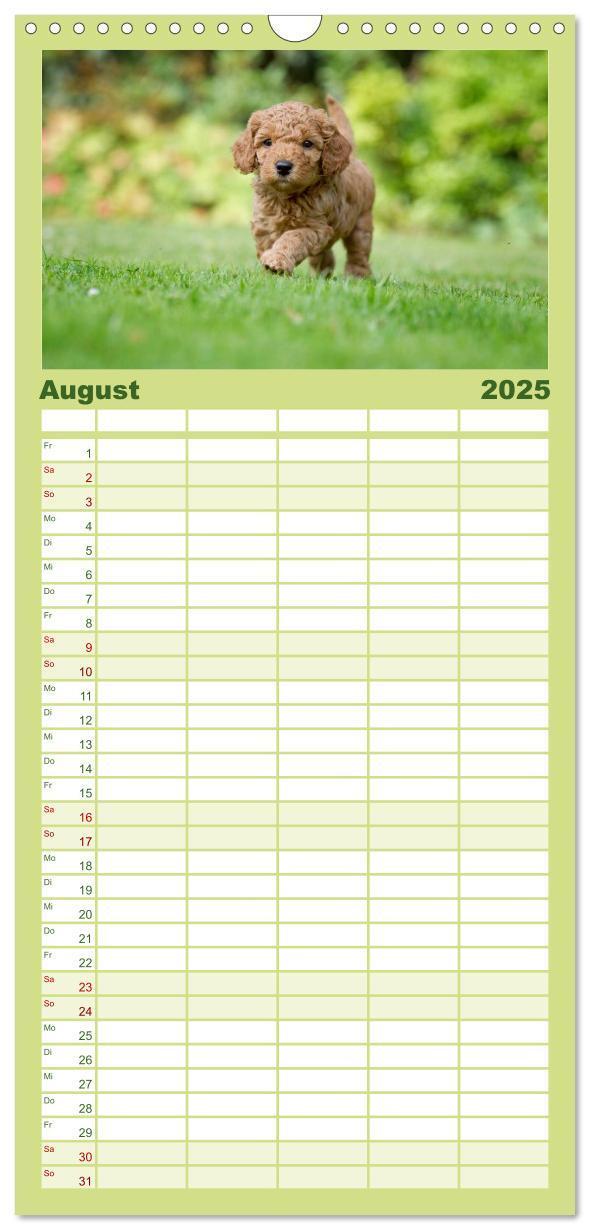 Bild: 9783457125427 | Familienplaner 2025 - Pudel mit 5 Spalten (Wandkalender, 21 x 45...