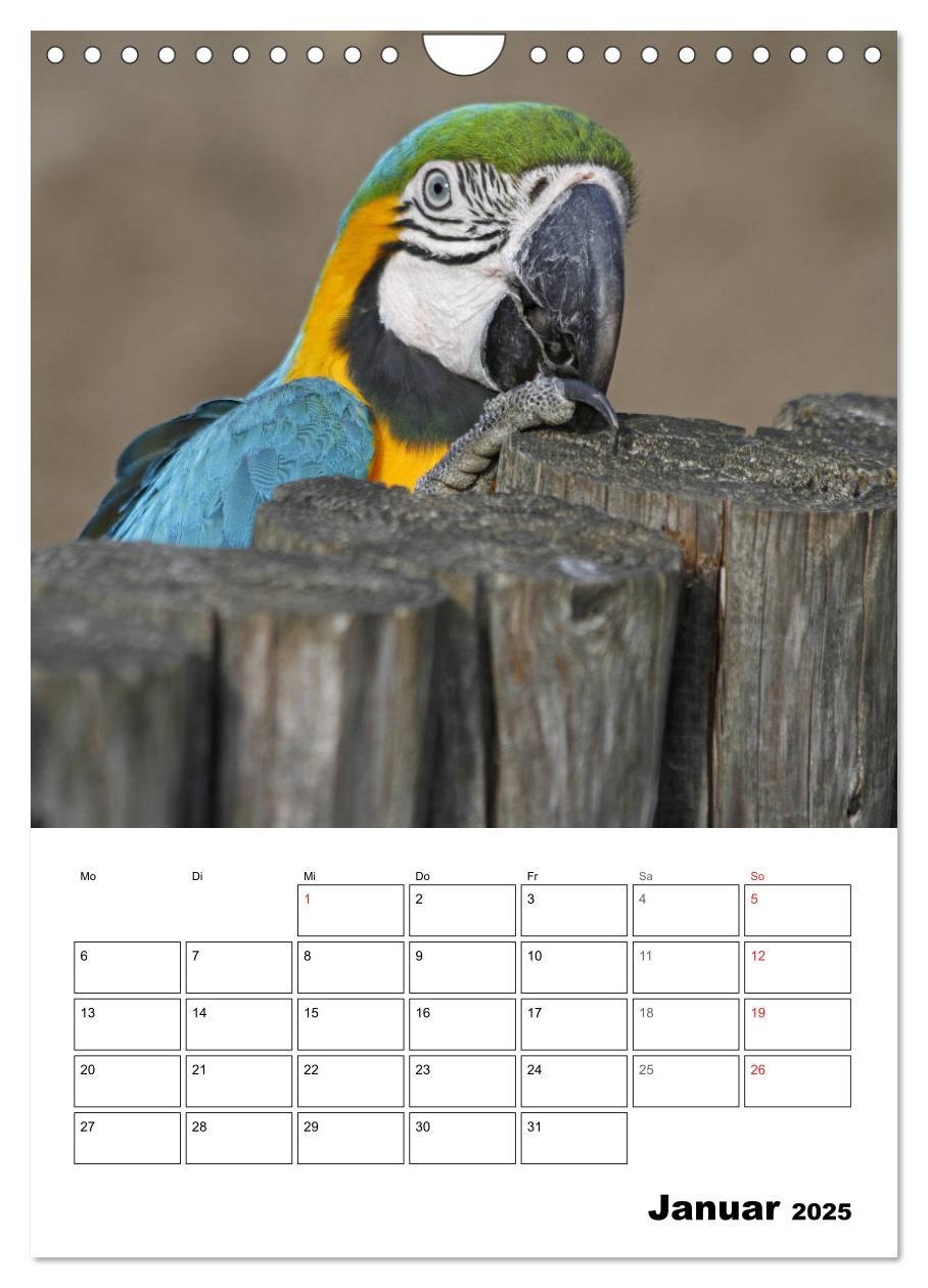 Bild: 9783435985418 | Papageien - Graupapagei, Rosella und Co. (Wandkalender 2025 DIN A4...