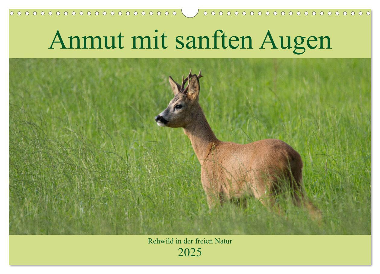 Cover: 9783435342730 | Anmut mit sanften Augen - Rehwild in der freien Natur (Wandkalender...