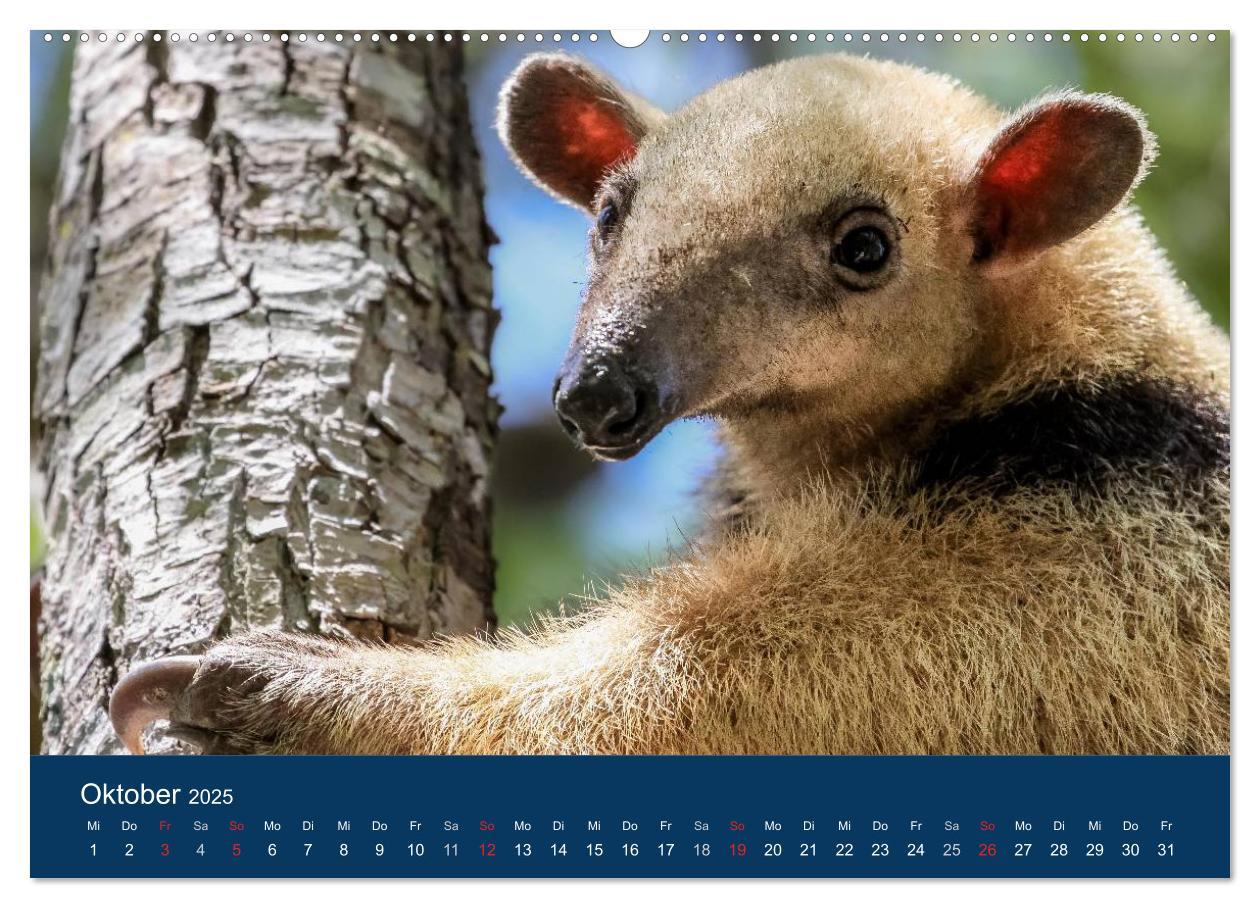 Bild: 9783435686636 | Brasilien tierisch gut 2025 (Wandkalender 2025 DIN A2 quer),...