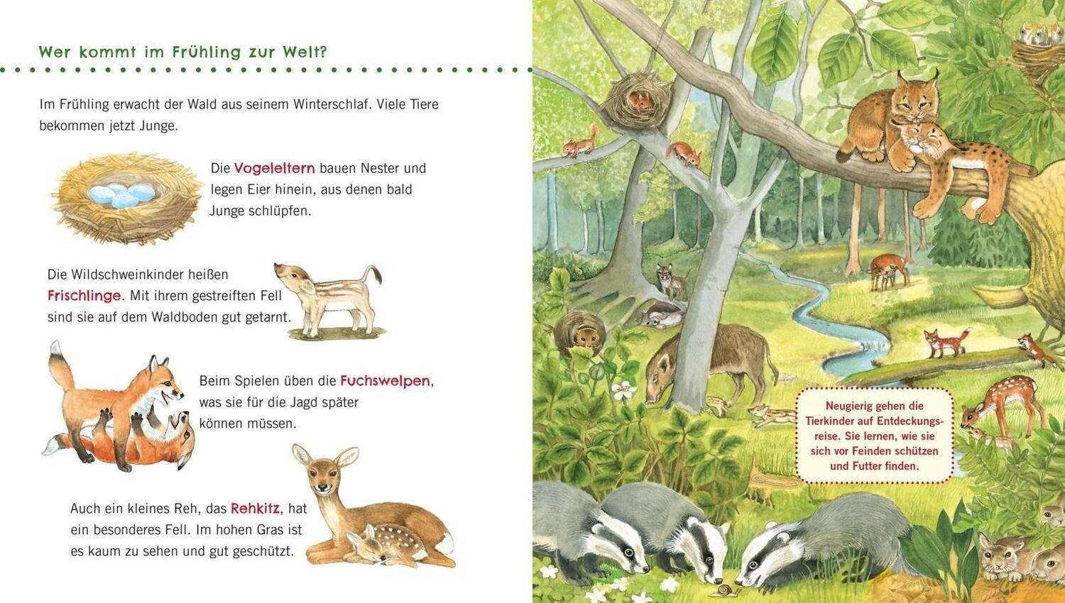 Bild: 9783551036087 | Unkaputtbar: Erstes Wissen: Im Wald | Petra Klose | Taschenbuch | 2020