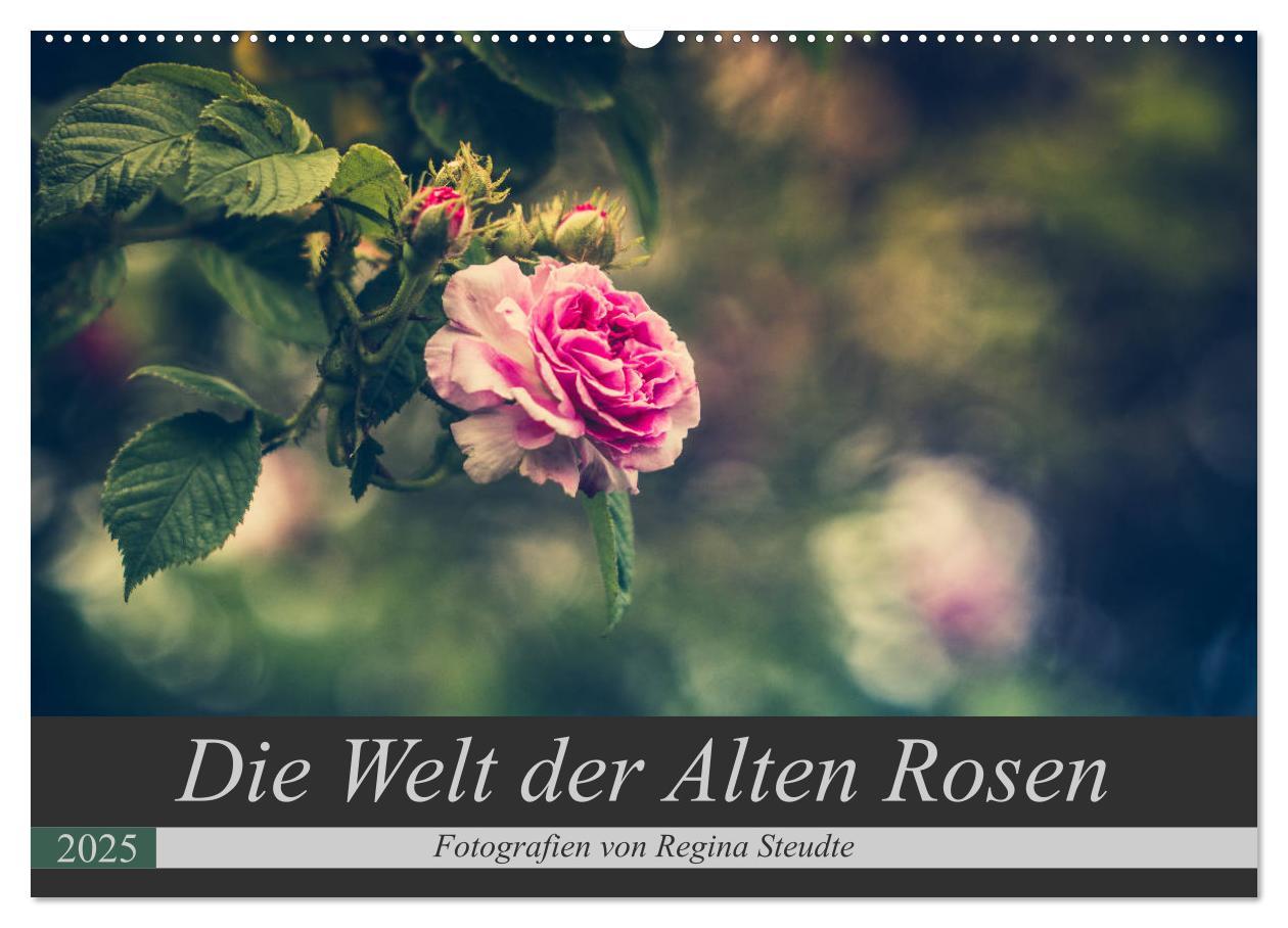 Cover: 9783435390380 | Die Welt der Alten Rosen (Wandkalender 2025 DIN A2 quer), CALVENDO...