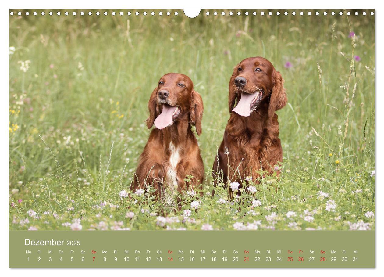 Bild: 9783435191727 | Setter - Geliebter Freund und Jagdkamerad (Wandkalender 2025 DIN A3...