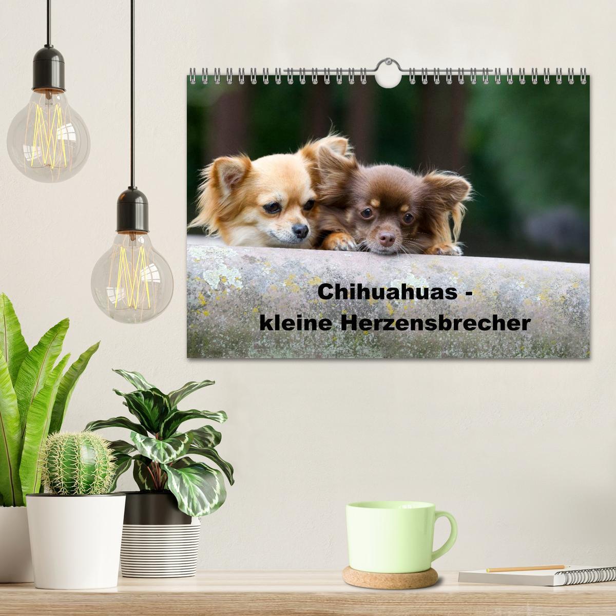 Bild: 9783435772810 | Chihuahuas - kleine Herzensbrecher (Wandkalender 2025 DIN A4 quer),...