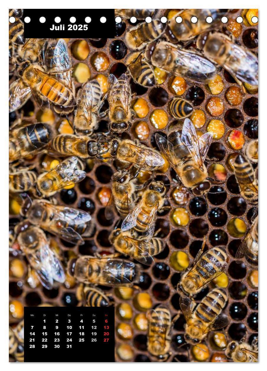 Bild: 9783457016947 | Bienen in ihrem geheimen Reich (Tischkalender 2025 DIN A5 hoch),...