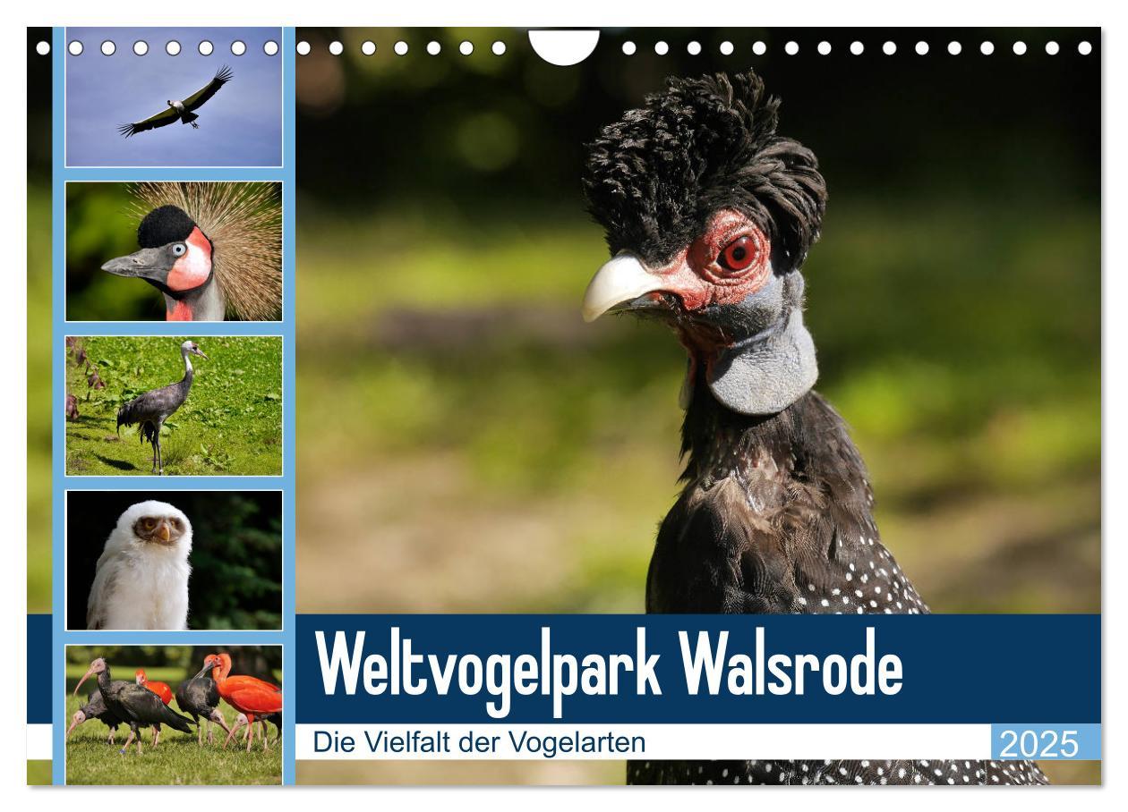 Cover: 9783435362516 | Weltvogelpark Walsrode - Die Vielfalt der Vogelarten (Wandkalender...