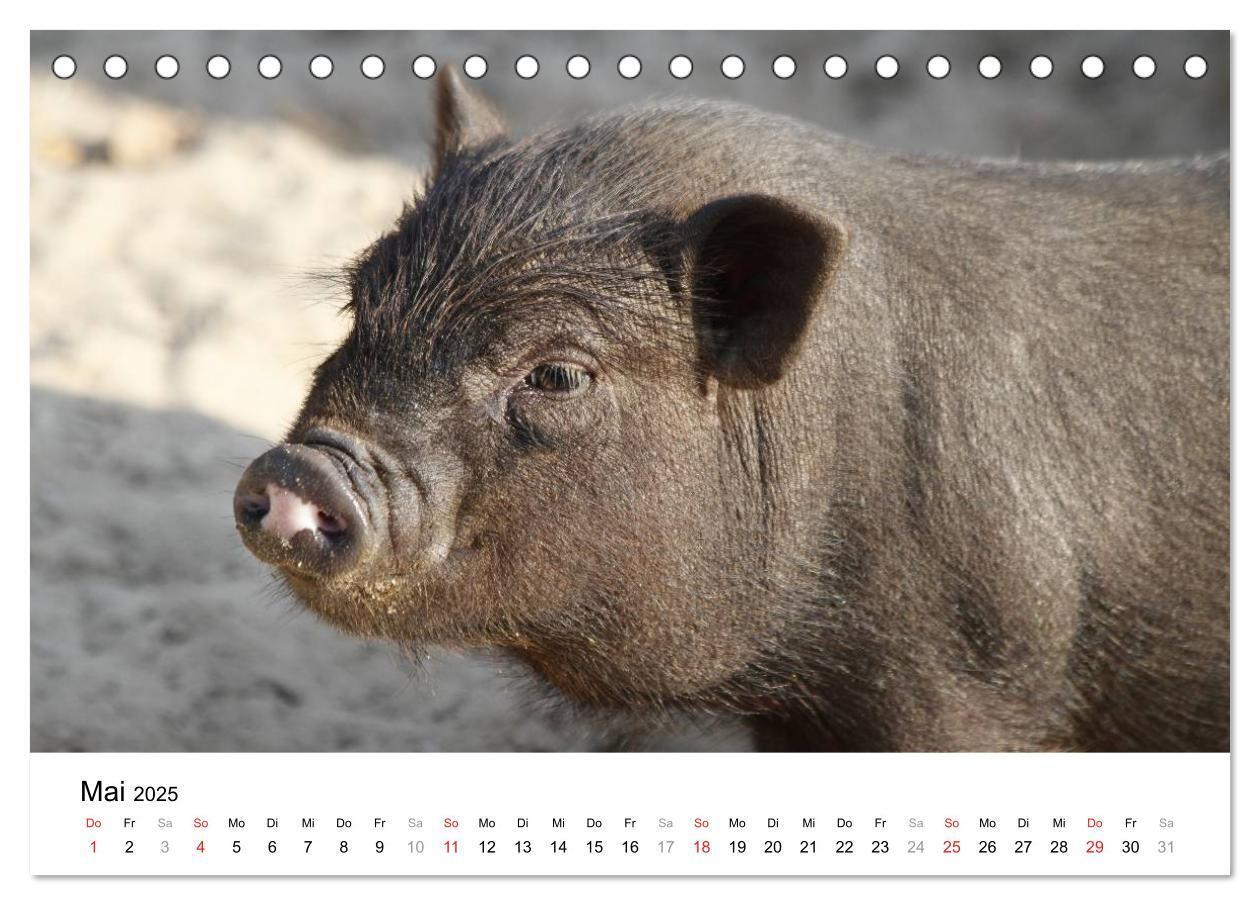 Bild: 9783435777501 | Schwein gehabt! (Tischkalender 2025 DIN A5 quer), CALVENDO...