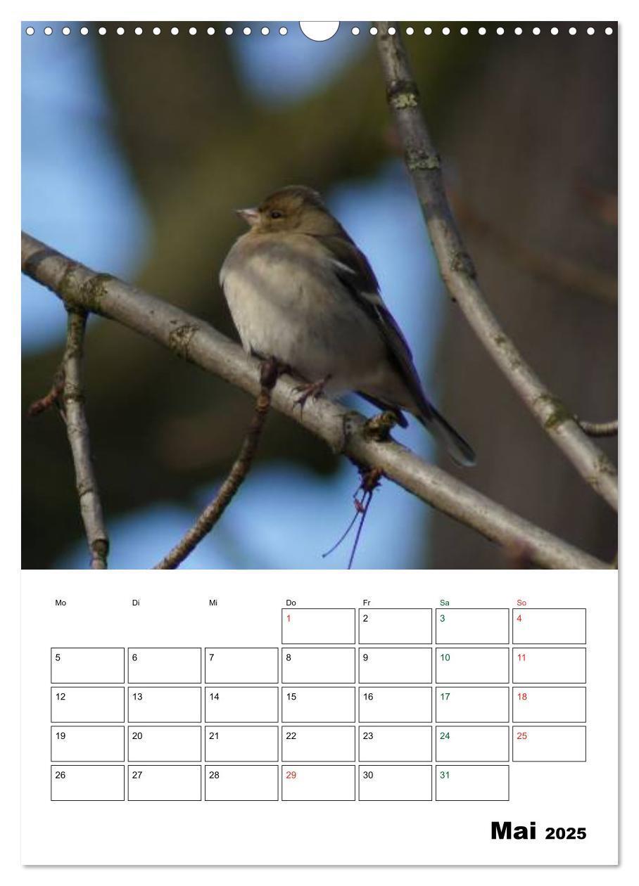 Bild: 9783457079669 | Heimische Singvögel (Wandkalender 2025 DIN A3 hoch), CALVENDO...