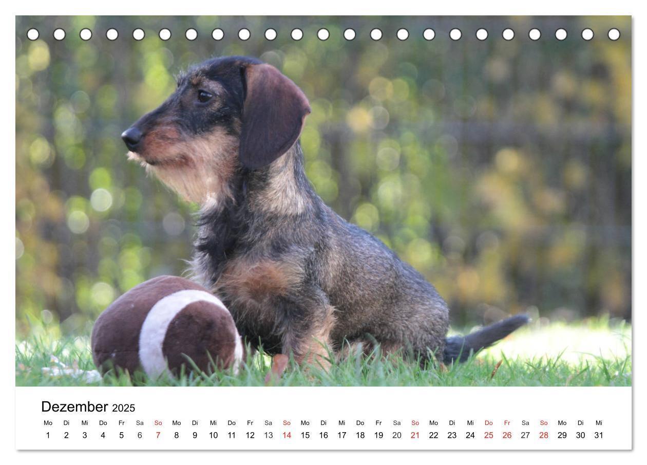 Bild: 9783435170203 | Ein Dackelkind blickt zurück (Tischkalender 2025 DIN A5 quer),...