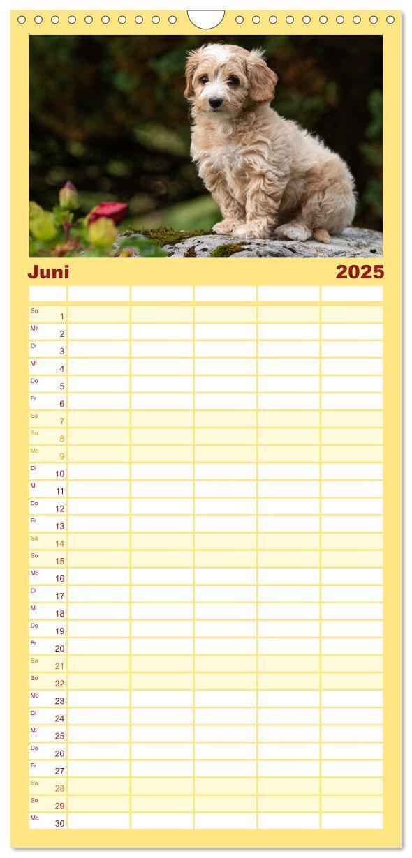 Bild: 9783457102107 | Familienplaner 2025 - Maltipoo Welpen mit 5 Spalten (Wandkalender,...