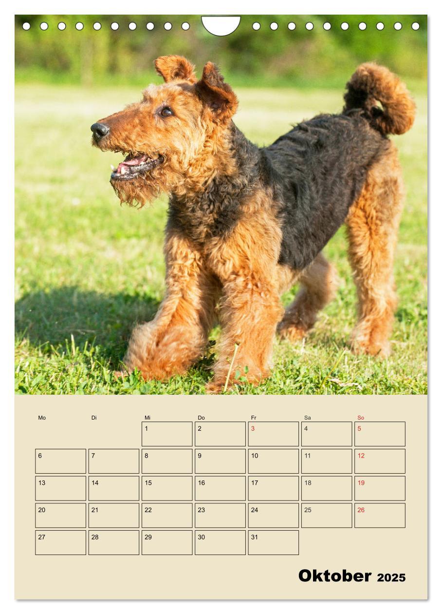 Bild: 9783435960866 | Airedale Terrier - Temperament auf 4 Pfoten (Wandkalender 2025 DIN...