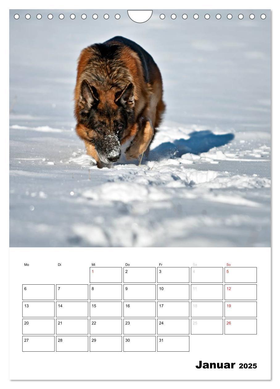 Bild: 9783457026731 | Deutsche Schäferhunde - Seelentröster auf vier Pfoten (Wandkalender...