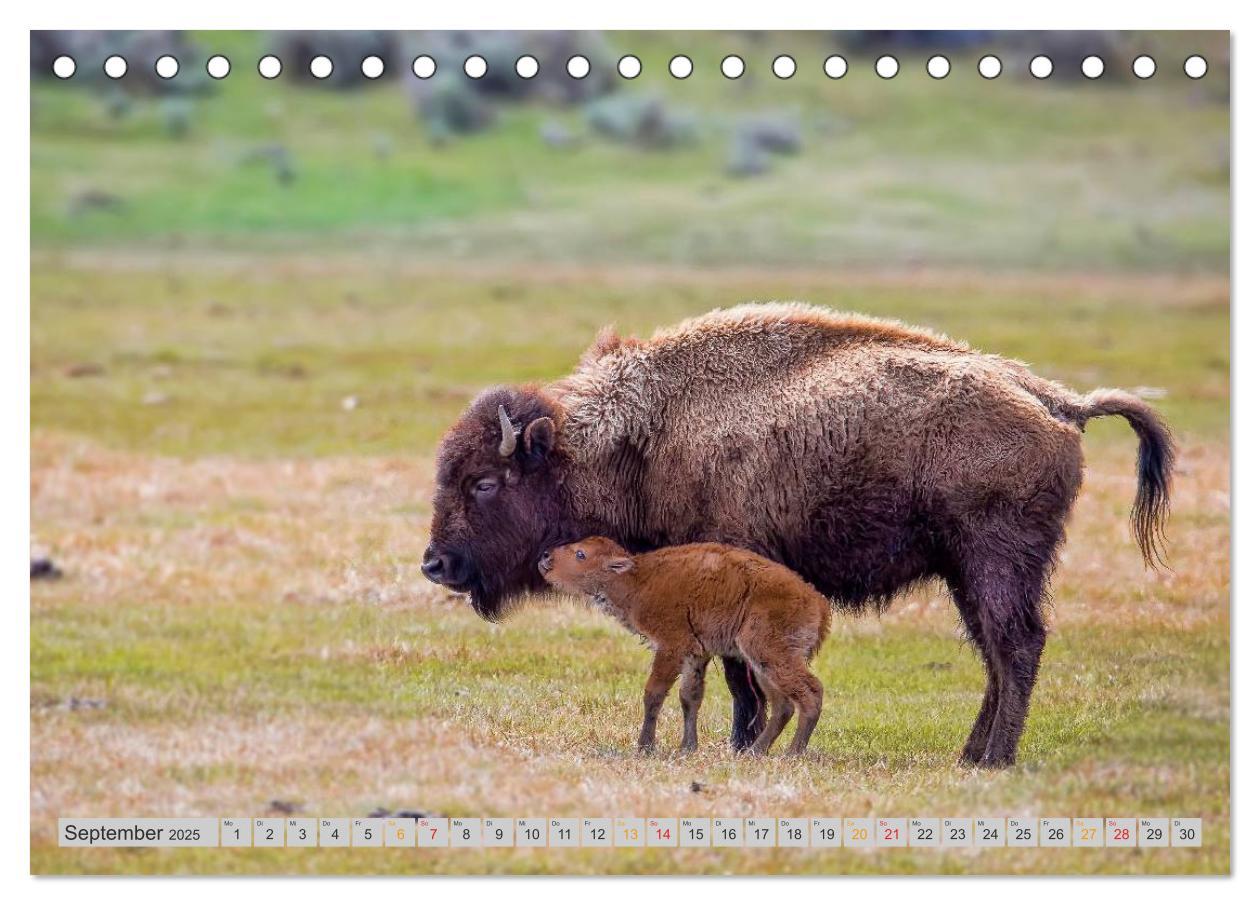 Bild: 9783435579242 | Bison und Wisent - Riesen mit unbändiger Kraft (Tischkalender 2025...