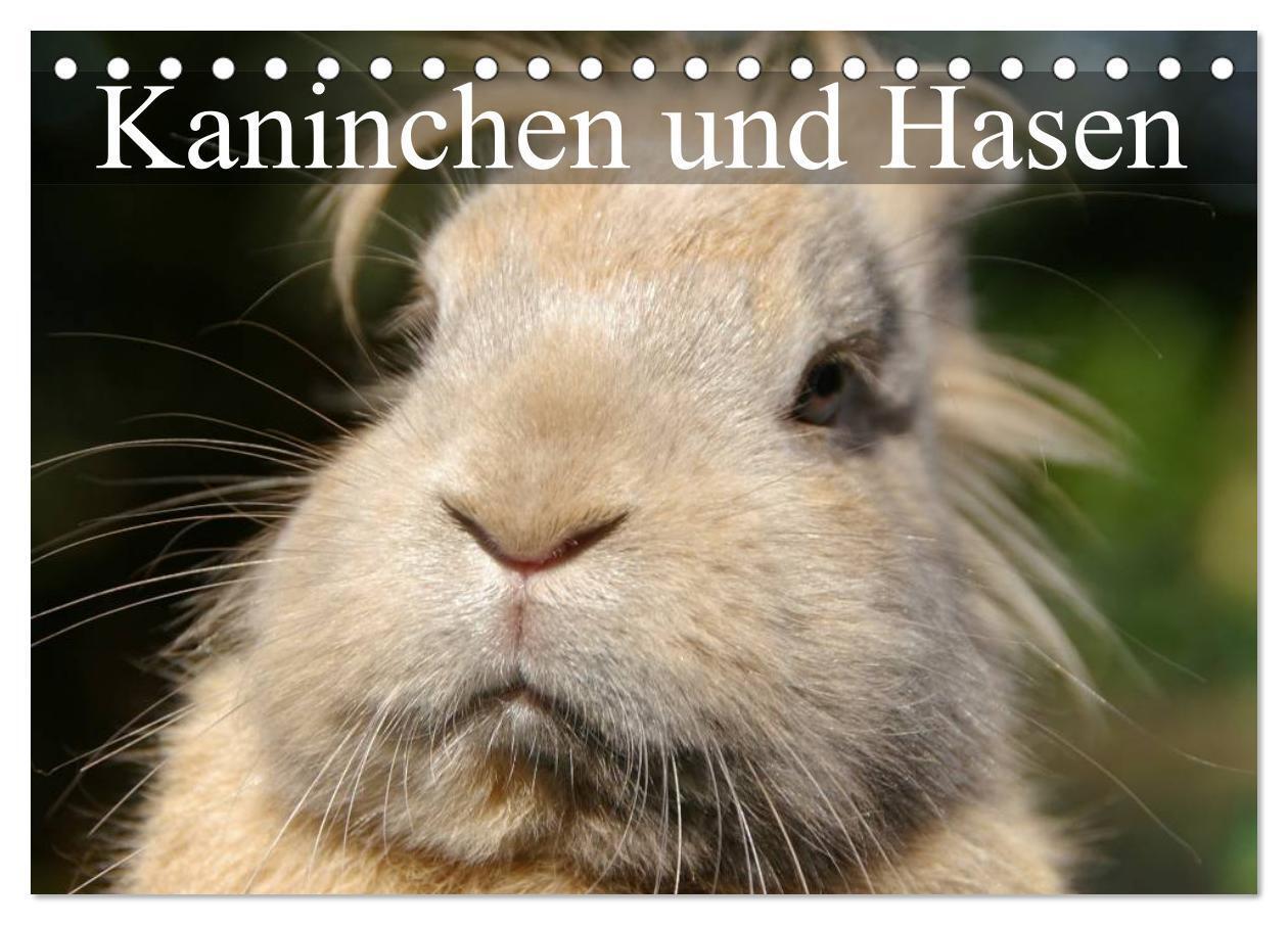 Cover: 9783435736690 | Kaninchen und Hasen (Tischkalender 2025 DIN A5 quer), CALVENDO...