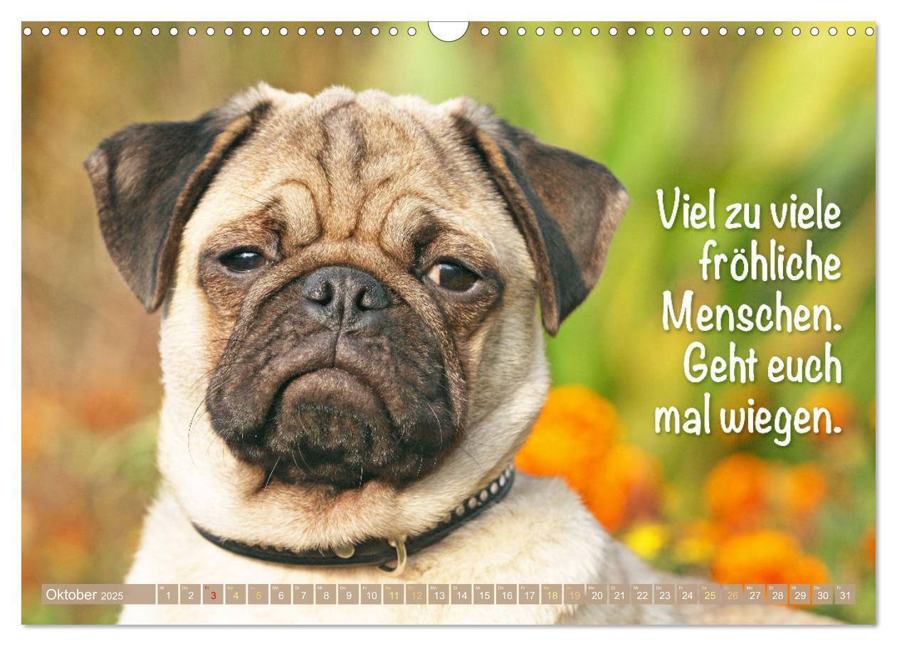 Bild: 9783457167168 | Lächeln mit Mops (Wandkalender 2025 DIN A3 quer), CALVENDO...