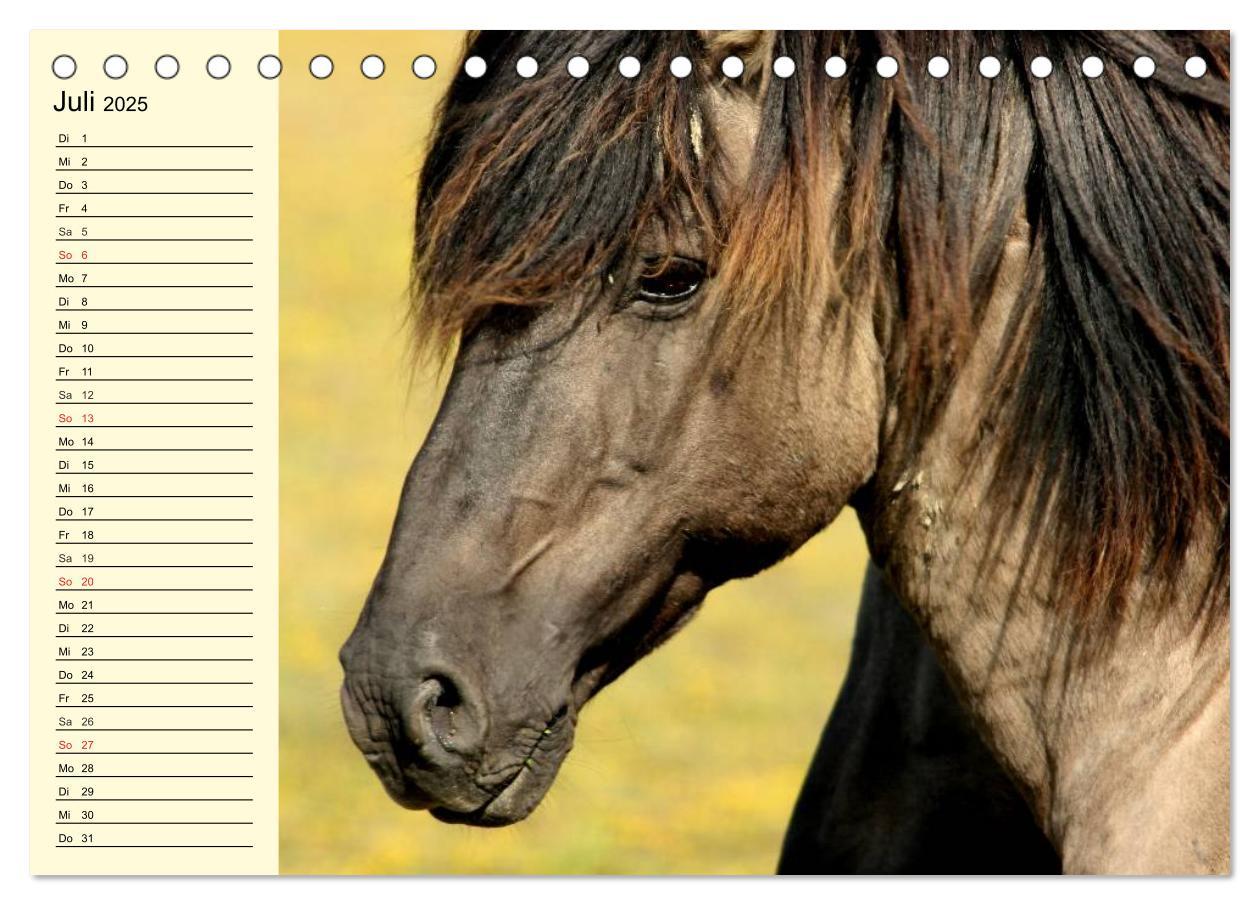 Bild: 9783435651184 | Ponys. Herzensbrecher mit Grips (Tischkalender 2025 DIN A5 quer),...