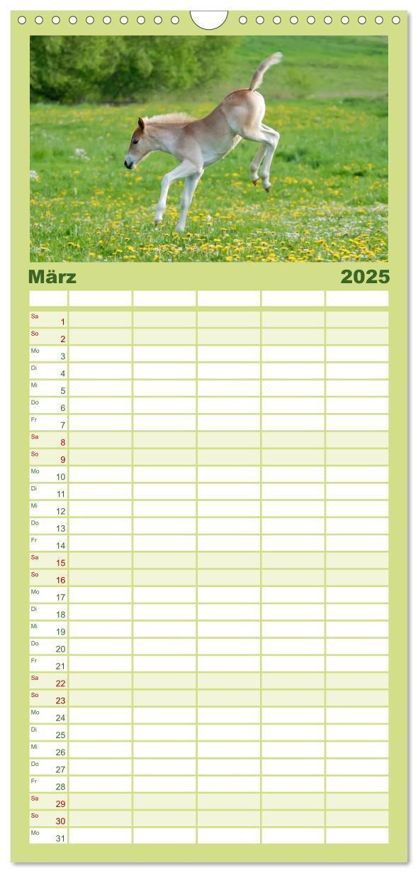 Bild: 9783457110775 | Familienplaner 2025 - Haflinger Fohlen mit 5 Spalten (Wandkalender,...