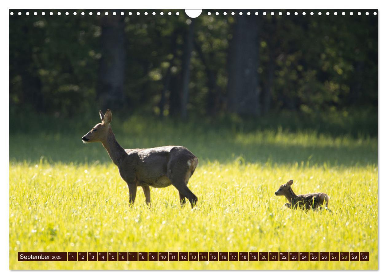 Bild: 9783457175989 | Zauberhafte Wesen - anmutiges Rehwild (Wandkalender 2025 DIN A3...