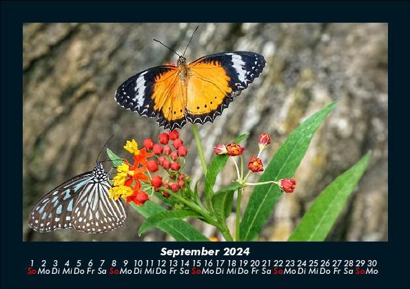 Bild: 9783755949763 | Bunte Pracht der Schmetterlinge 2024 Fotokalender DIN A5 | Becker