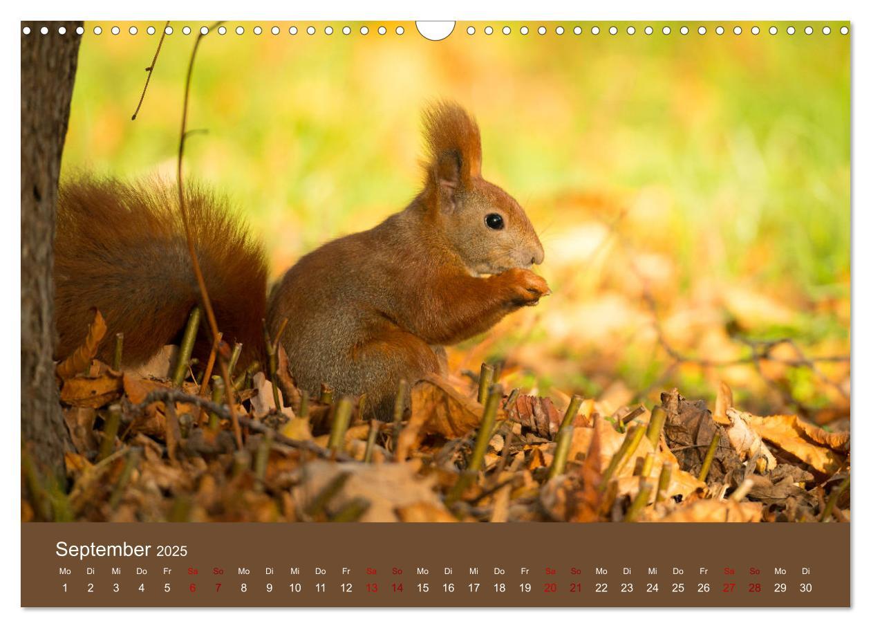 Bild: 9783435174492 | Eichhörnchen in Berlin (Wandkalender 2025 DIN A3 quer), CALVENDO...