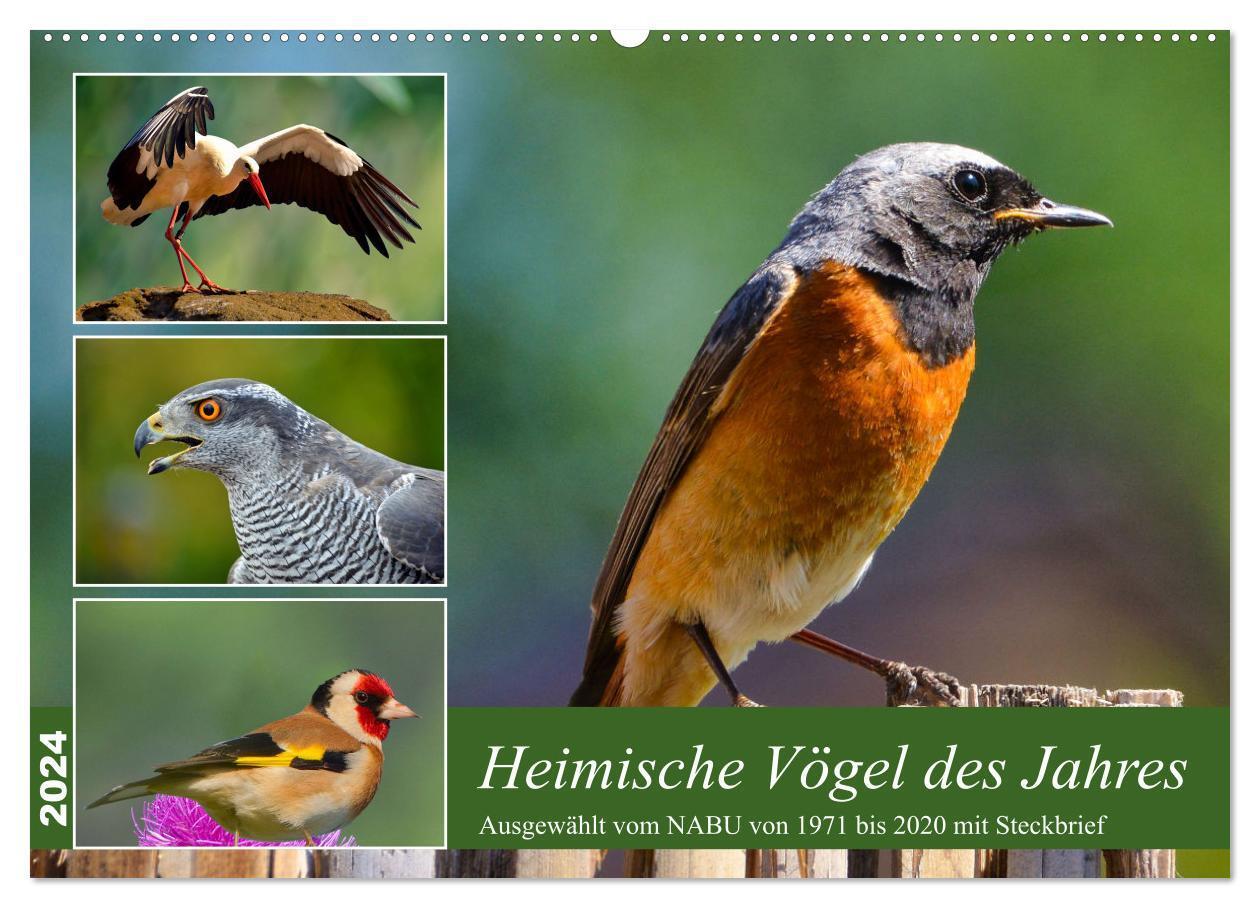 Cover: 9783383649042 | Heimische Vögel des Jahres (Wandkalender 2024 DIN A2 quer),...