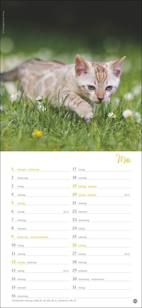 Bild: 9783756400324 | Katzen slim - Auf sanften Pfoten Kalender 2024. Tierkalender mit...
