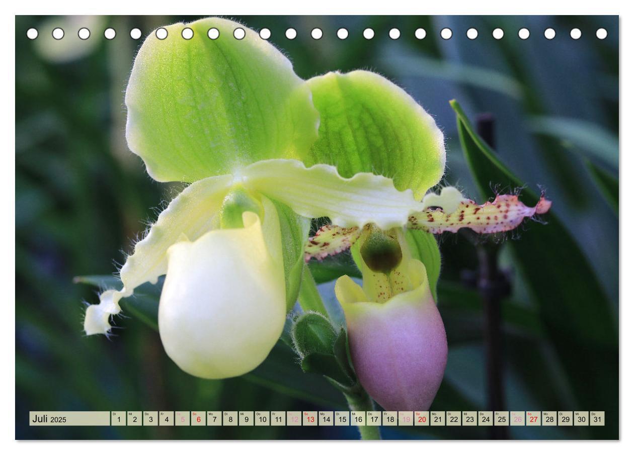 Bild: 9783383765131 | Beliebte Orchideen (Tischkalender 2025 DIN A5 quer), CALVENDO...