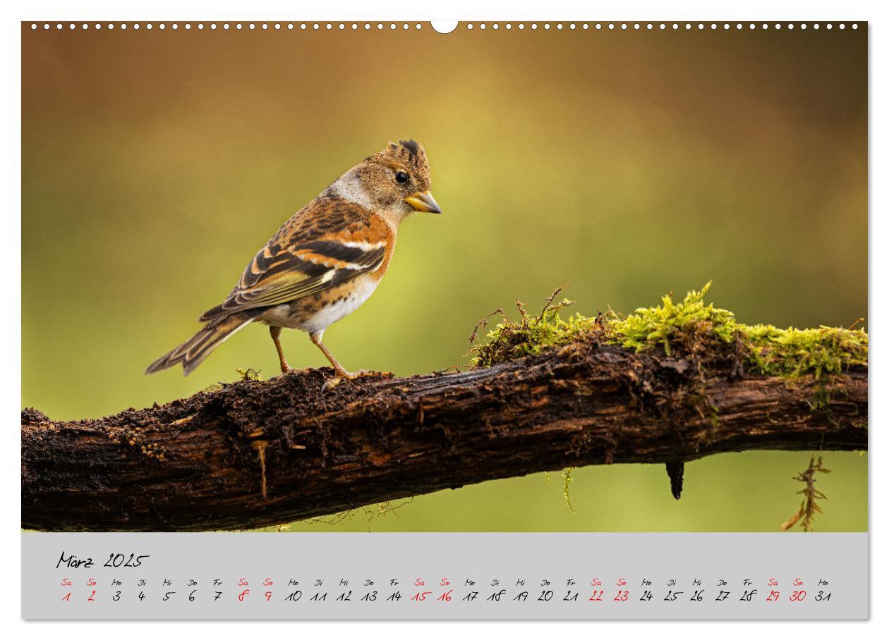 Bild: 9783435065479 | Bunte Vögel am Futterplatz (Wandkalender 2025 DIN A2 quer),...