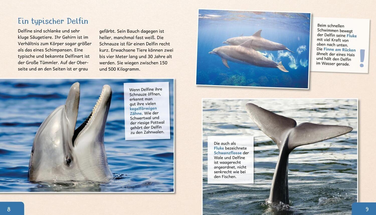 Bild: 9783480235759 | Meine große Tierbibliothek: Der Delfin | Jens Poschadel | Buch | 32 S.