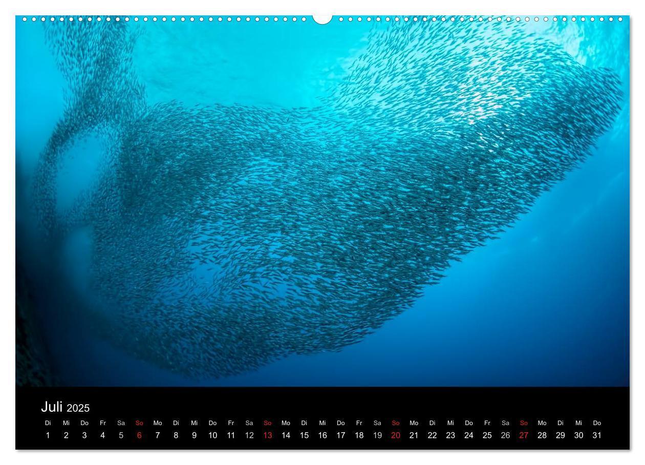 Bild: 9783435611065 | Fischschwärme (Wandkalender 2025 DIN A2 quer), CALVENDO Monatskalender