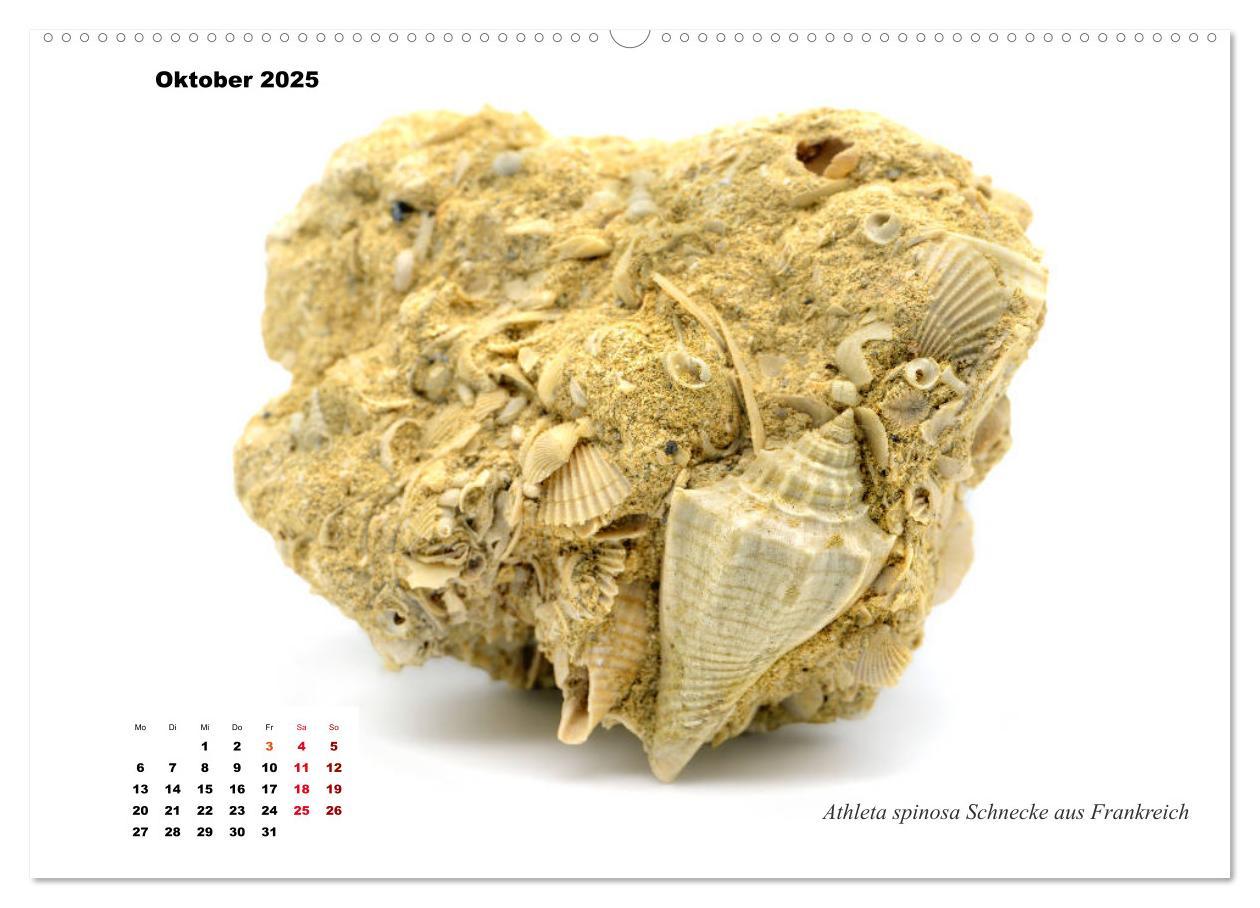 Bild: 9783435253517 | Fossilien - Ammoniten, Trilobiten, Erdgeschichte (Wandkalender 2025...