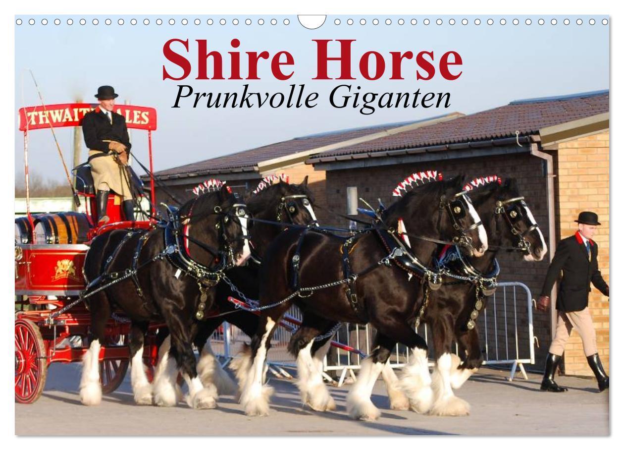 Cover: 9783383551598 | Shire Horse ¿ Prunkvolle Giganten (Wandkalender 2024 DIN A3 quer),...
