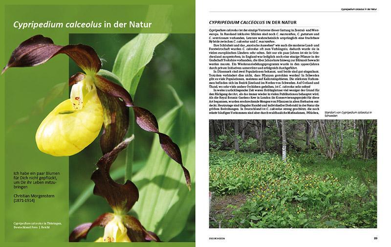 Bild: 9783866594142 | Erdorchideen | Naturschutz und Kultur im Garten | Malmgren (u. a.)
