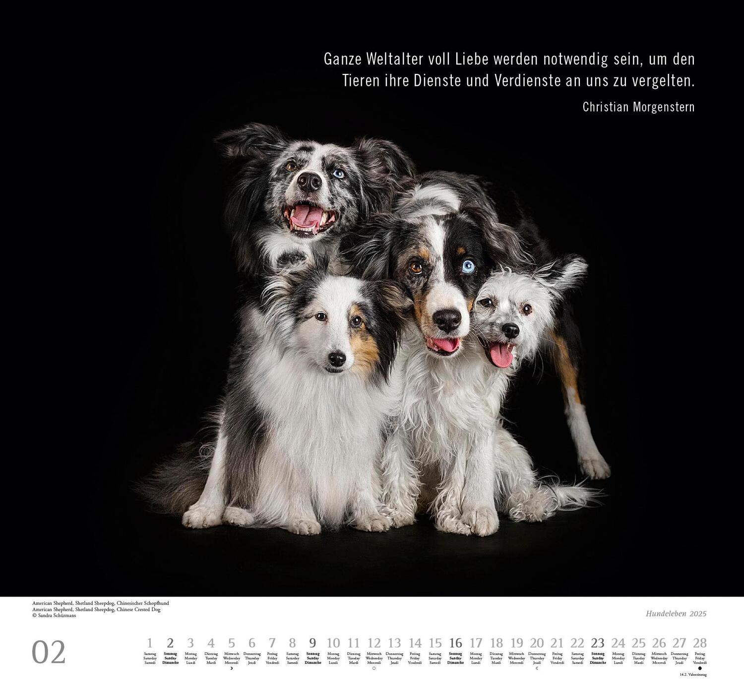 Bild: 4250809653365 | Hundeleben 2025 - DUMONT Wandkalender - mit den wichtigsten...