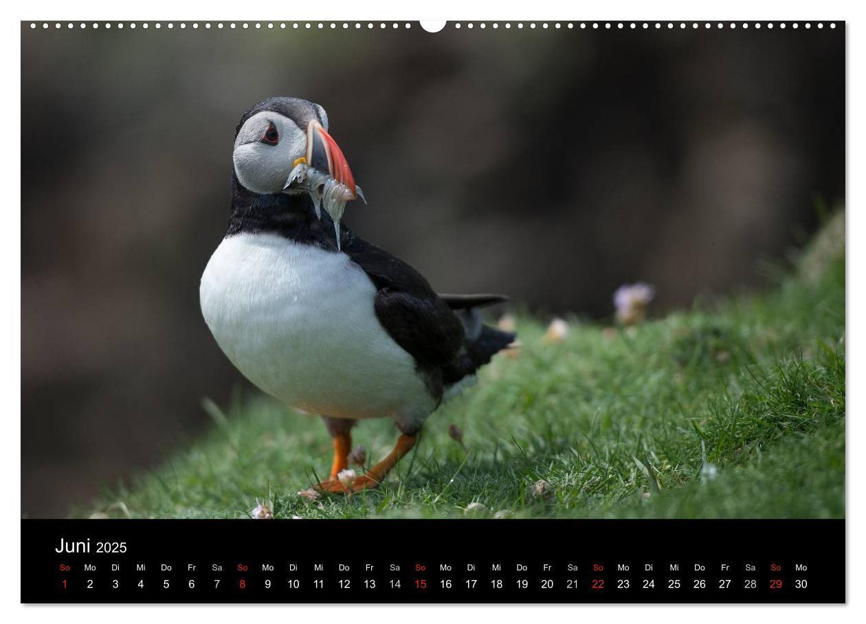 Bild: 9783435715084 | Papageientaucher 2025 (Wandkalender 2025 DIN A2 quer), CALVENDO...