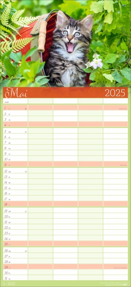 Bild: 9783839901038 | Cool Cats Familienplaner 2025 | Marie-Luce Hubert (u. a.) | Kalender