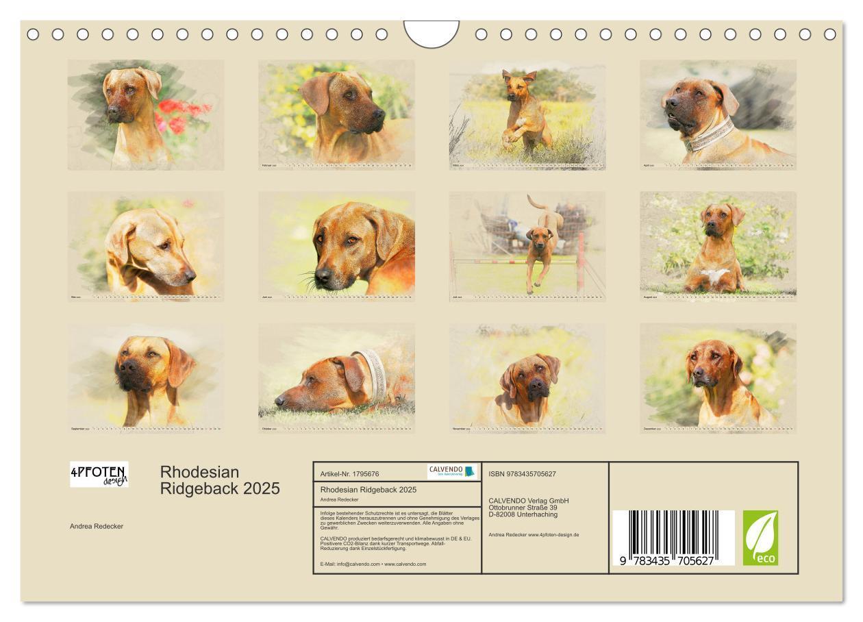 Bild: 9783435705627 | Rhodesian Ridgeback 2025 (Wandkalender 2025 DIN A4 quer), CALVENDO...