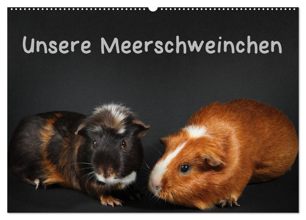 Cover: 9783435447978 | Unsere Meerschweinchen (Wandkalender 2025 DIN A2 quer), CALVENDO...