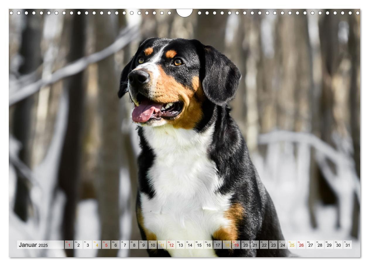 Bild: 9783457198964 | Entlebucher - Temperamentvolle Schweizer Sennenhunde (Wandkalender...