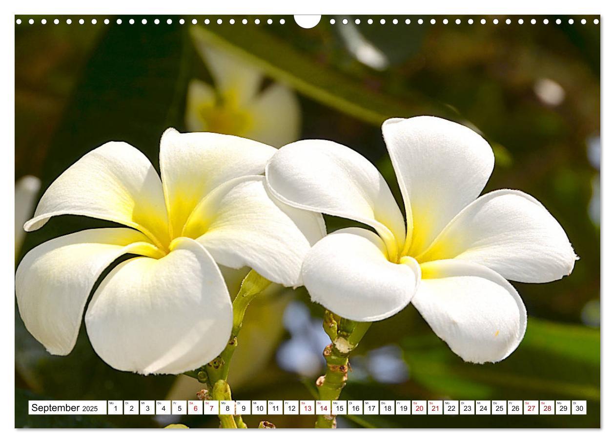 Bild: 9783435326198 | Rarotonga - Trauminsel im Südpazifik. (Wandkalender 2025 DIN A3...