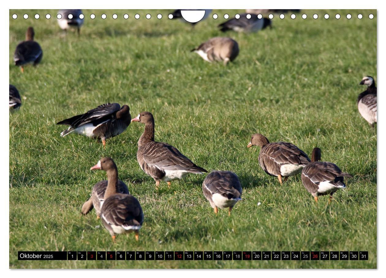 Bild: 9783435377060 | Gefiederte Schönheiten - Wildgänse in Norddeutschland (Wandkalender...