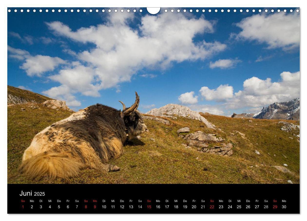 Bild: 9783435797493 | Tierkalender 2025 (Wandkalender 2025 DIN A3 quer), CALVENDO...