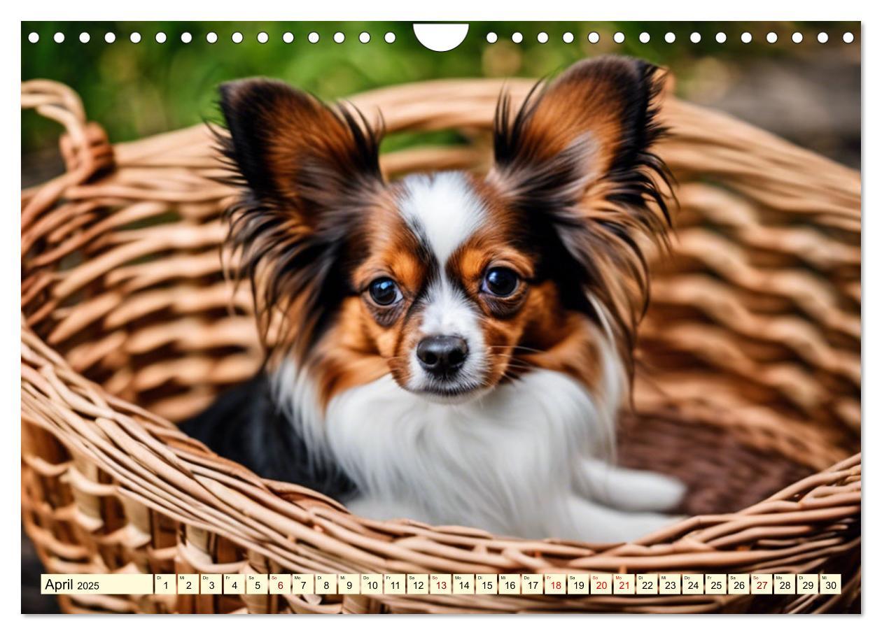 Bild: 9783457124581 | Papillon - bringt jedes Herz zum Schmelzen (Wandkalender 2025 DIN...